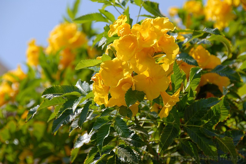 014_egipt_sharm.jpg - W hotelowym ogrodzie można było zaobserwować wiele gatunków pięknych kwiatów.