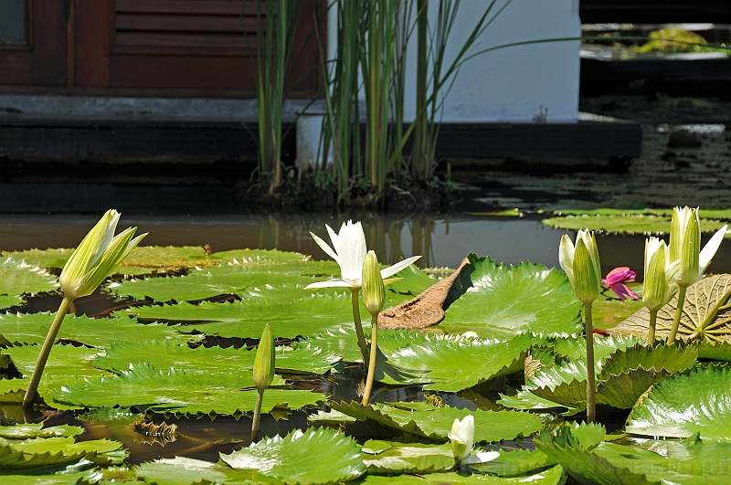 050_wyspa_bali.jpg - Lilie wodne przy wejściu do naszego hotelu, niestety nie zdążyłem zrobić rozkwitniętych
