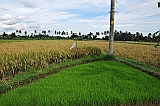357_wyspa_bali
